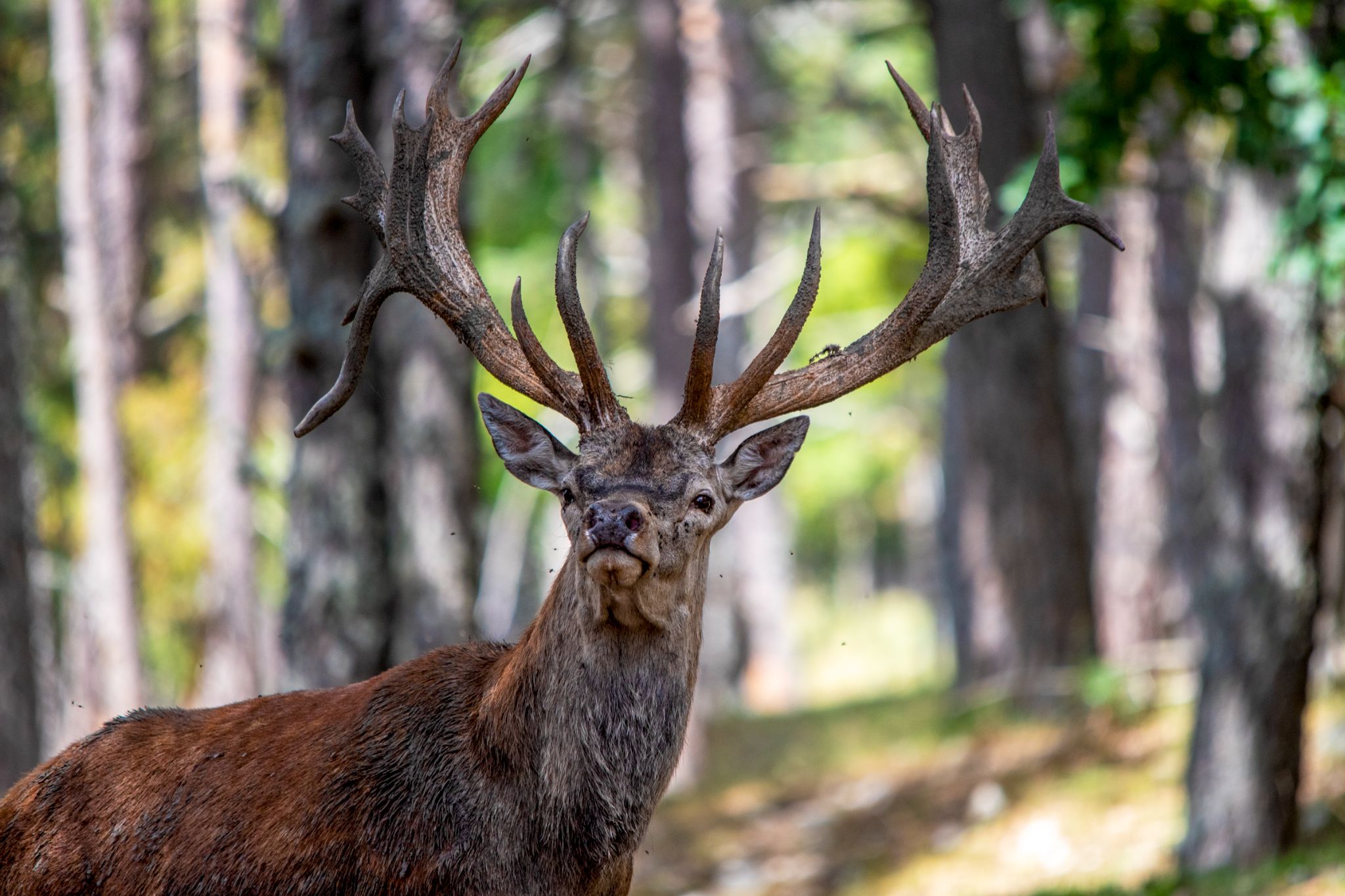 Aux aguets! 12X18 DSC 2158